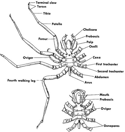 sea spider